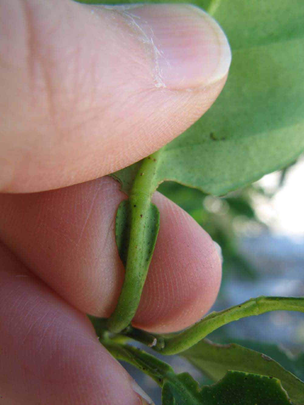              Petiole (Winter Haven, FL)       